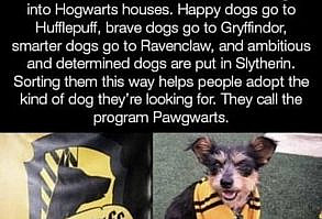 Mega-Binge: Wholesome Animals (70 Tweets, Memes, Stories) - I Can Has Cheezburger?