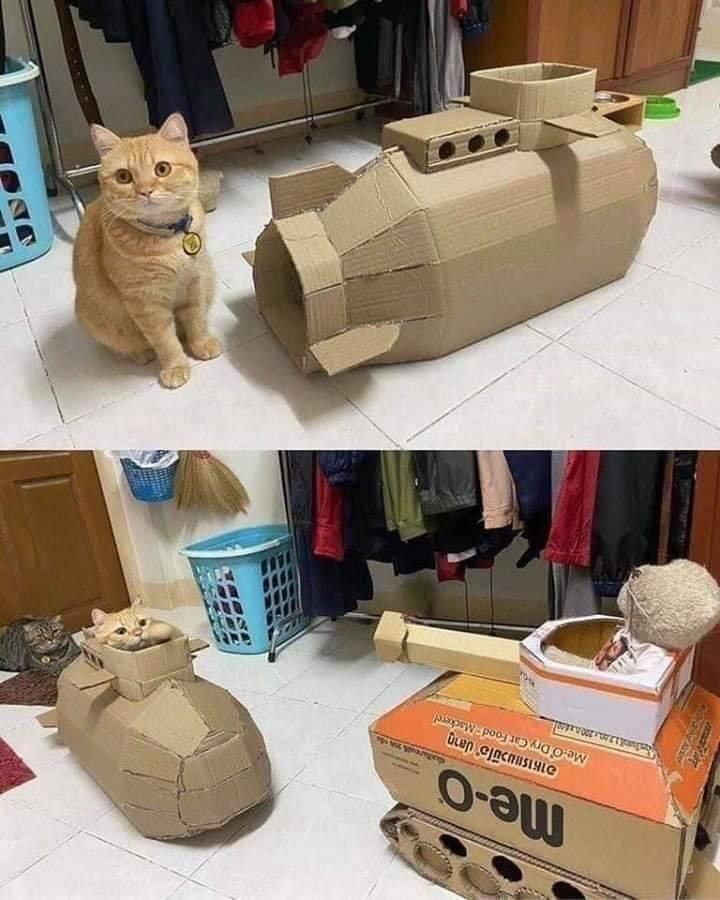 Mid-Week Kitty Litter Which Requires Clearing