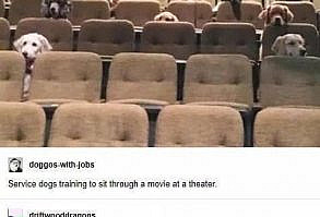 Mid-Week Wholesome Animal Pics And Memes For The Soul - I Can Has Cheezburger?