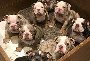 Your search has ended. Our English bulldog puppies are true definition of man's best friend. They loves to play and is ready at any moment to play with you or his toys. They will come home to you up to date on vaccinations and vet checked from head to tail! our has a very loving disposition and is looking for the perfect family to share that with. Could it be your family?