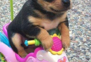 Chien miniature sur un scooter