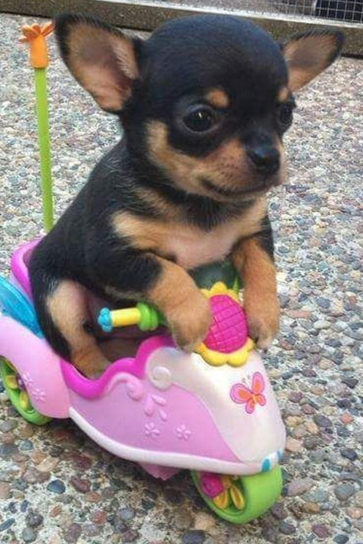 Chien miniature sur un scooter