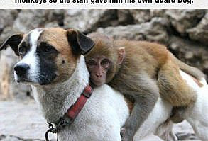 Monkey Gets His Own Personal Guard Dog