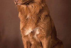 Novascotian duck tolling retriever