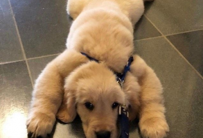 Latest Tweets / Twitter