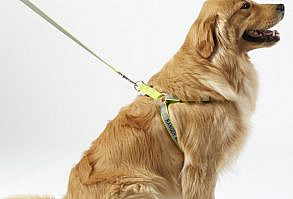 Keep your dog visible to drivers and close at hand with our rugged, reflective pet harness. Girth size is measured around the full chest of the dog, just behind its front legs. Fit should be secure but not snug. Durable nylon webbing stitched with heat-sealed 3M™ Scotchlite™ Reflective Material thread. Nickel D-rings and snap. Sturdy plastic buckle. Price includes personalization; add your pet's name and phone number for quick identification. Small harness accommodates 24 characters, including spaces; Medium and Large fit 28 characters. Note: f