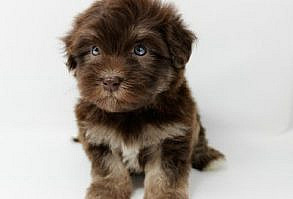 Chocolate, Tan & White Tri-Color Havanese Puppies! Cuteness Overload! ♥ www.havahughavane...