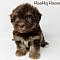 Chocolate, Tan & White Tri-Color Havanese Puppies! Cuteness Overload! ♥ www.havahughavane...