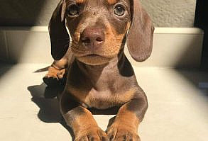 Pin by Kayla Swanepoel on Dshund mini | Cute baby animals, Baby animals, Cute animals