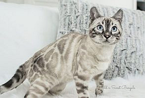 Planned Litters of Bengal Kittens 🐱 | Wild & Sweet Bengals