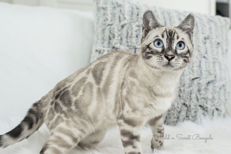 Planned Litters of Bengal Kittens 🐱 | Wild & Sweet Bengals