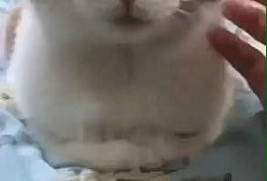 Click the link to go to my youtube channel and see more cute cat videos #cat #cats #kitten #kittens #pet