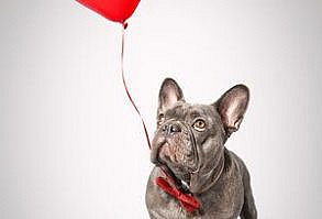 Portfolio — Zola's Pawtraits