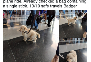 Let me introduce you to your Weekly Woofers™...