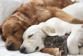 Puppy Eases Anxiety For His New Furry Siblings, And Now They’re Inseparable