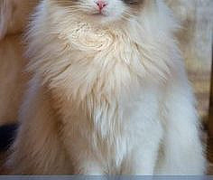 A complete guide to Ragdoll Cats                                                                                                                                                                                 More