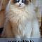 A complete guide to Ragdoll Cats                                                                                                                                                                                 More