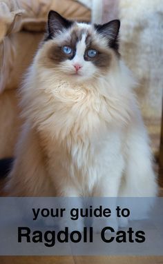A complete guide to Ragdoll Cats                                                                                                                                                                                 More