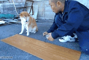 Re-Rankable: The 20 Most Amazing Dog GIFs Of All Time