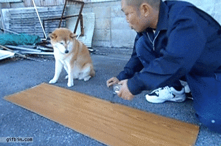 Re-Rankable: The 20 Most Amazing Dog GIFs Of All Time