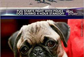 Police officers were confronted with an unusual distraction during a tense stand-off when a pug tried to start a fight with a K-9... #renegade #dog #wow #funny #pug