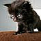 Ooooooh...tiny little cutiepie; black kitten