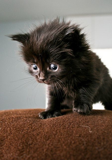 Ooooooh...tiny little cutiepie; black kitten