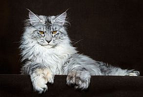 littlelimpstiff14u2: “ Robert Sijka photographs Maine Coon cats and makes them look like majestic mythical beasts The man who takes these glorious photos is Robert Sijka. “My passions are cats and photography, I do my best to combine these two things...
