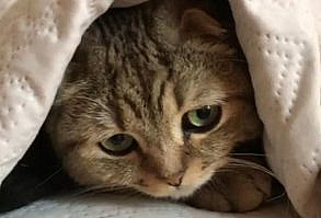 Scottish Fold Cat 🐾💖