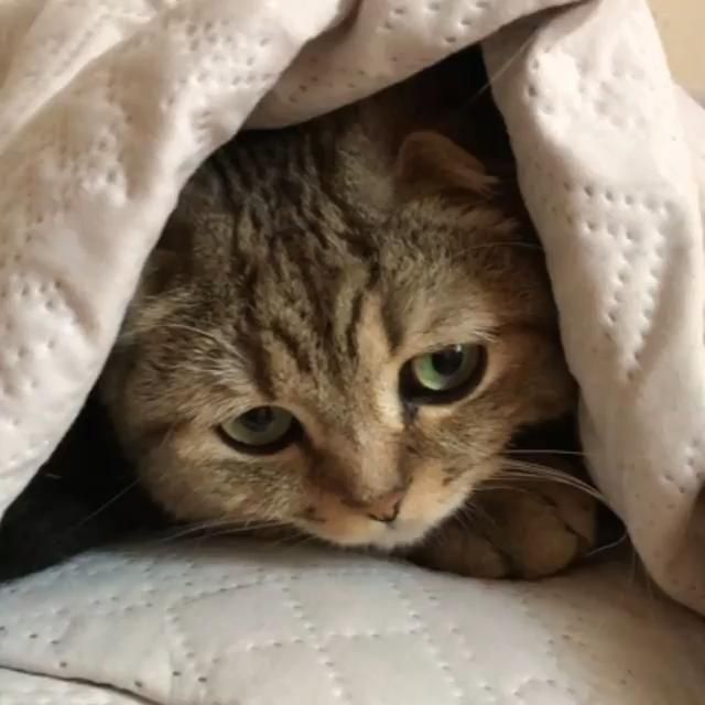 Scottish Fold Cat 🐾💖