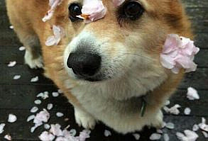 Sebastian Is A Womanizer. 11/10 Dreamy As Hell