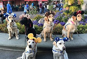 Service Dogs In Training Take Adorable Field Trip To Disneyland - The Dodo