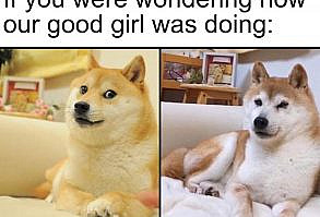 Doge: Image Gallery (List View) | Know Your Meme