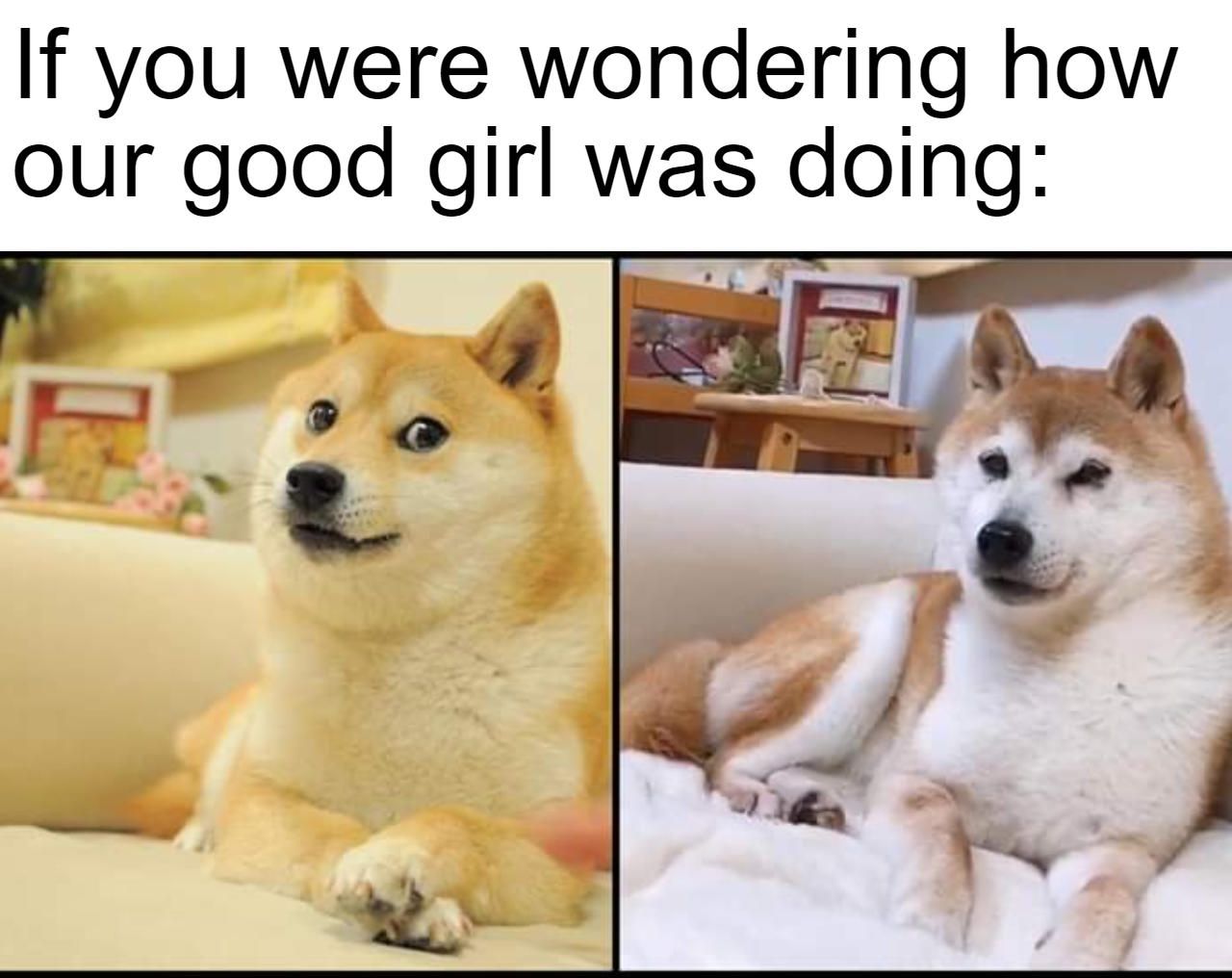 Doge: Image Gallery (List View) | Know Your Meme