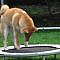 Shiba Can't Figure Out Trampoline