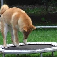 Shiba Can't Figure Out Trampoline