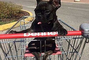 funny Dog Photos with a small canine in a shopping cart where little kids sit