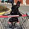 funny Dog Photos with a small canine in a shopping cart where little kids sit