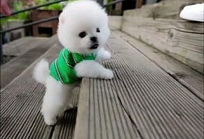 Adorable teacup pomeranian puppy 😍 IG | rollyteacuppuppies #pomeranian #pomeranianpuppy #teacuppuppies #teacuppuppy