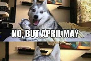 So punny. I love memes with this dog!!!!!!! This dog is my spirit animal