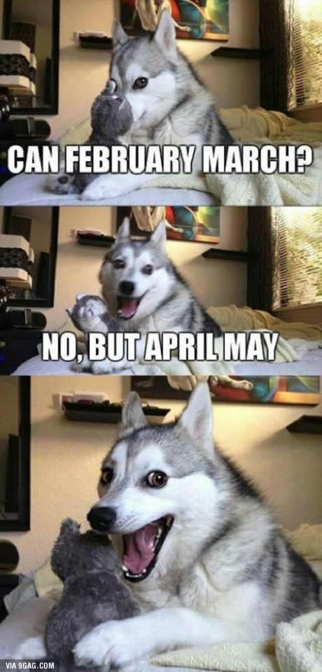 So punny. I love memes with this dog!!!!!!! This dog is my spirit animal