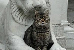 Stoic Felines - #Cats