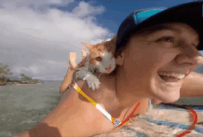 Stunning One-Eyed Cat Who Loves Swimming And Surfing In Hawaii
