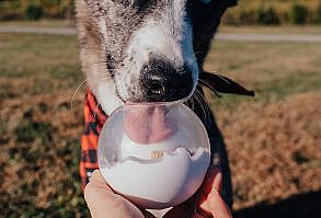 Treat your dog this winter season with 2 toys, 2 treats, & 2 chews delivered monthly. Subscribe now!