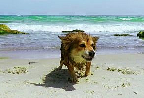 Taking a vacation with your furry friend? Here are 5 beaches in NC where dogs are welcome | abc11.com