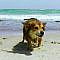 Taking a vacation with your furry friend? Here are 5 beaches in NC where dogs are welcome | abc11.com