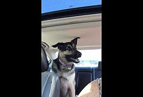 Mora the German Shepherd loves her Grandma, and she isn't afraid to say it!