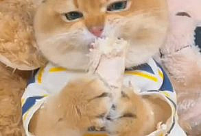 Watch more funny pets videos Click on the link. 𝗦𝘂𝗯𝘀𝗰𝗿𝗶𝗯𝗲 𝘁𝗼 𝗺𝘆 𝘆𝗼𝘂𝘁𝘂𝗯𝗲 𝗰𝗵𝗮𝗻𝗻𝗲𝗹 𝗜𝗳 𝘆𝗼𝘂 𝗟𝗼𝘃𝗲 𝗽𝗲𝘁𝘀: 𝗵𝘁𝘁𝗽𝘀://𝗯𝗶𝘁.𝗹𝘆/𝟯𝘄𝗹𝗢𝗷𝗱𝗢💕 #kitten #kittenaesthetic #kittenscutest