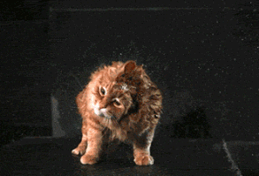 The 15 Greatest Slow Motion Cat Gifs