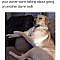 The 25 Best Animal Memes We Could Find on the Internet - I Can Has Cheezburger? - Funny Cats | Funny Pictures | Funny Cat Memes | GIF | Cat GIFs | Dogs | Animal Captions | LOLcats | Have Fun | Funny Memes